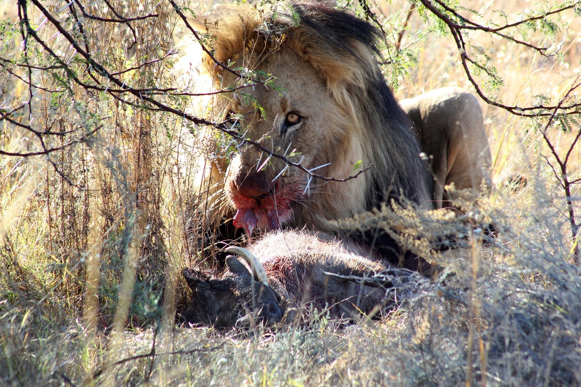 where to stay in kruger national park